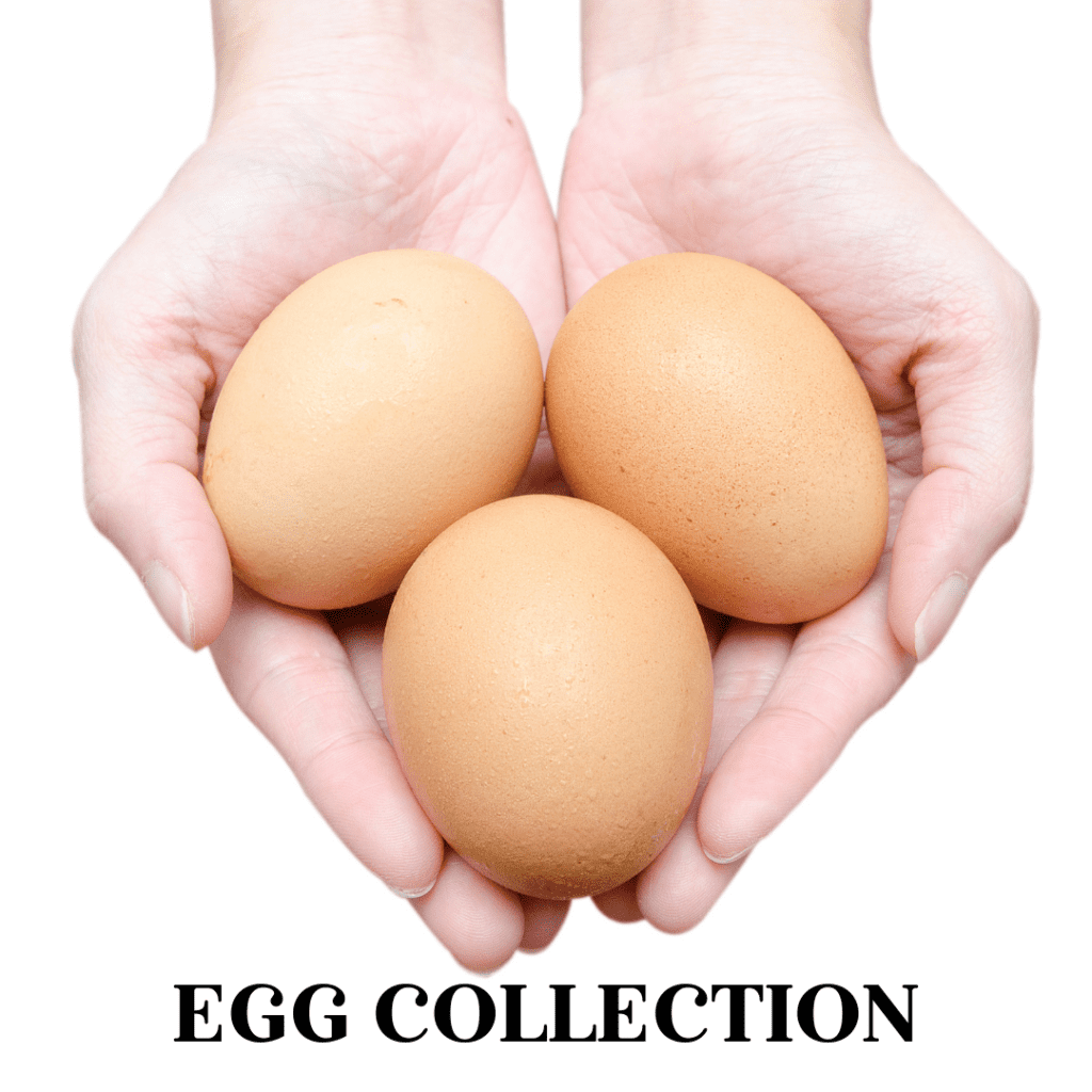 Egg collection through IVF
