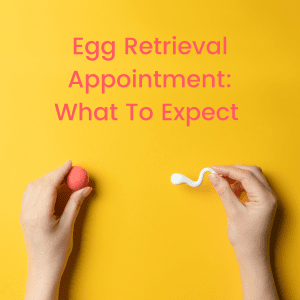 Egg Retrieval Appointment What To Expect