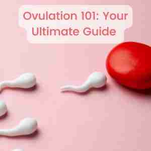 Ovulation 101 Your Ultimate Guide