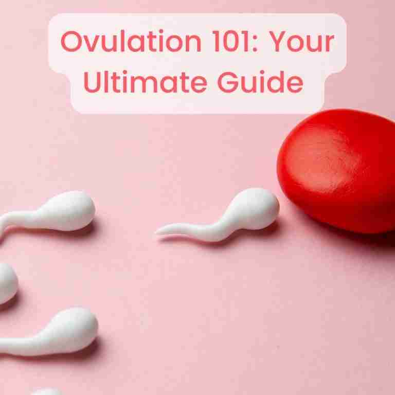 Ovulation 101 Your Ultimate Guide