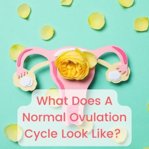 What does a normal ovulation cycle look like? Feature image.