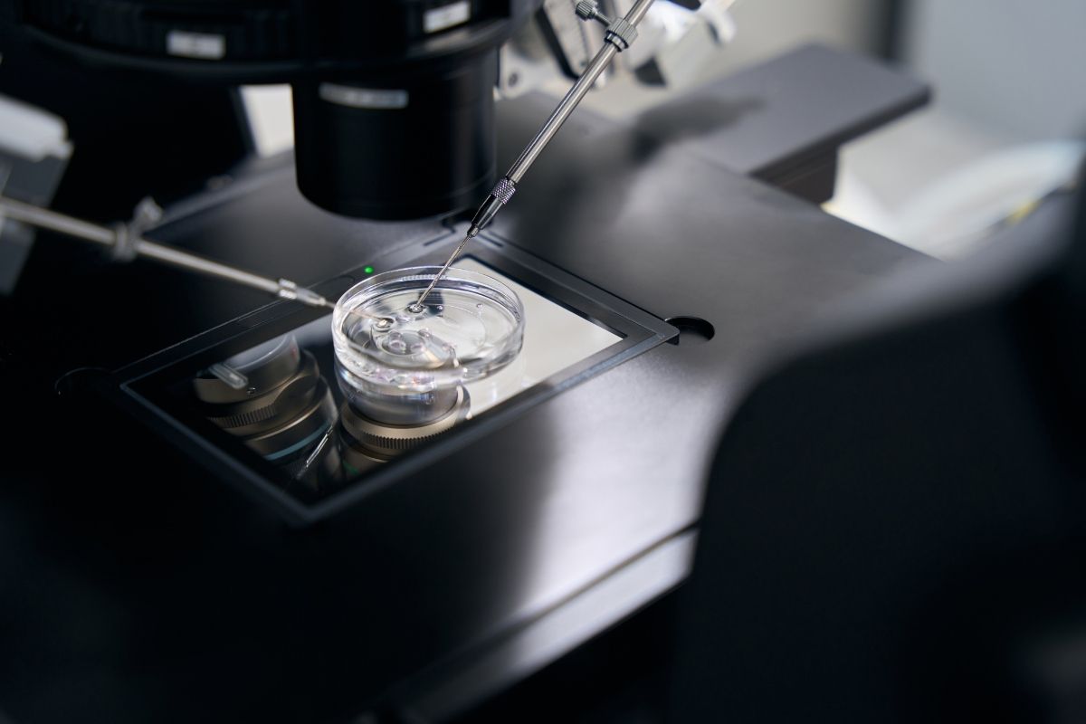frozen versa fresh embryo transfer
